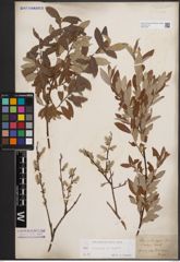 Foto von Salix cinerea L. x Salix repens L.